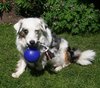 Romp Roll Jolly Ball Hundespielzeug 20cm Größe L Rot oder Blau