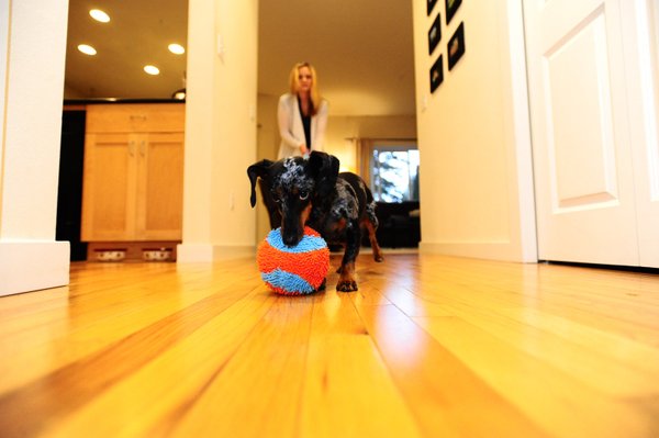 Chuckit Indoor Roller Ideal für Hundehalter mit empfindlichen Nachbarn!!!