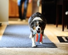 Chuckit Indoor Roller Ideal für Hundehalter mit empfindlichen Nachbarn!!!